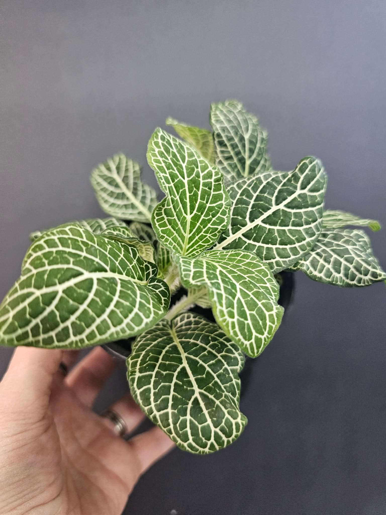 Magazoo Plante Fittonia Gigantea | Plante Mosaïque à grandes feuilles - Vert 9 cm