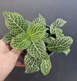 Magazoo Plante Fittonia Gigantea | Plante Mosaïque à grandes feuilles - Vert 9 cm