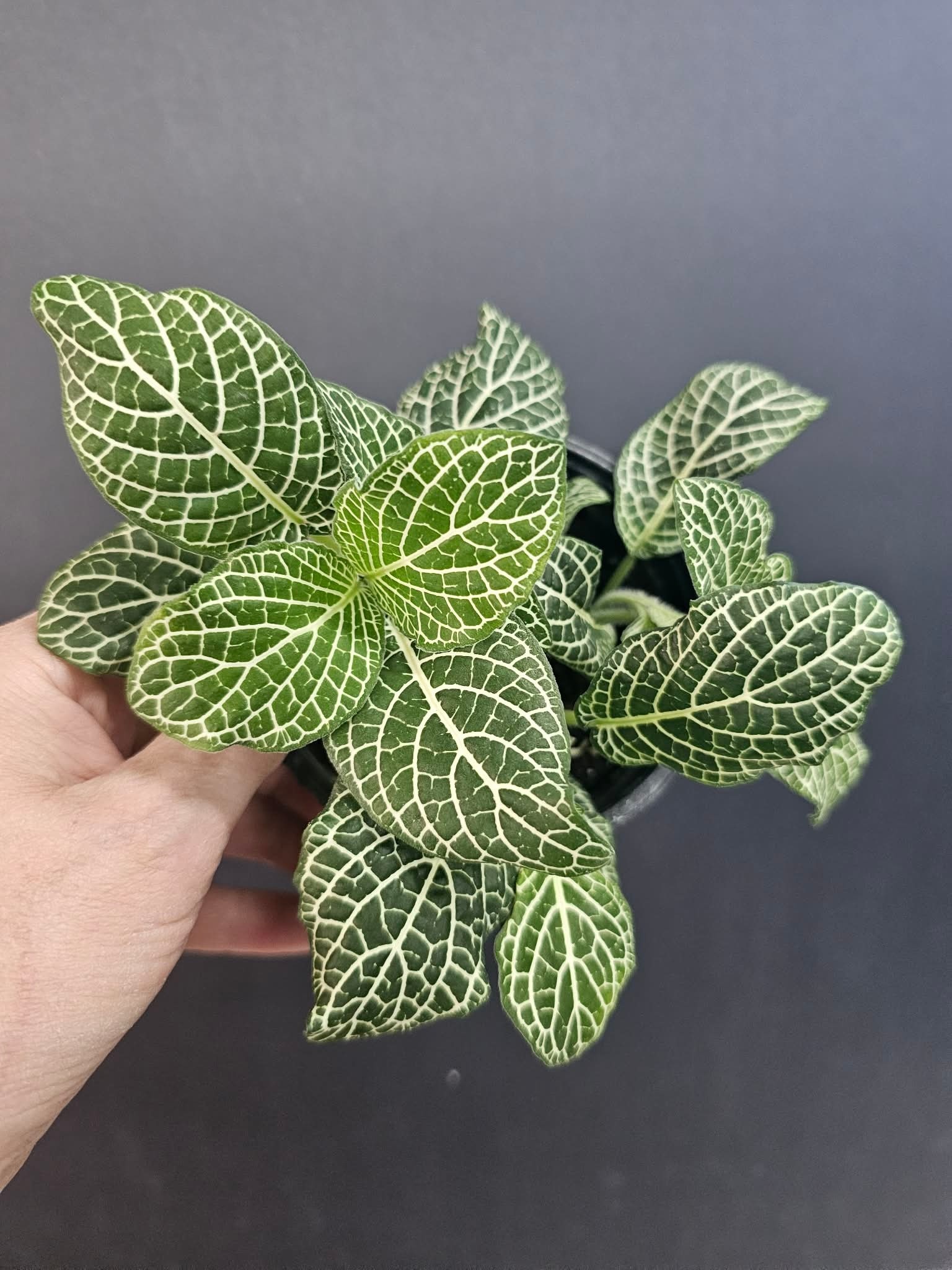 Magazoo Plante Fittonia Gigantea | Plante Mosaïque à grandes feuilles - Vert 9 cm