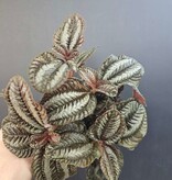 Magazoo Pilea Spruceana 'Norfolk' Plant