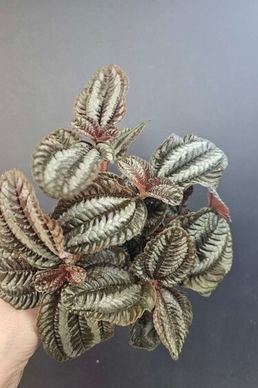 Magazoo Pilea Spruceana 'Norfolk' Plant