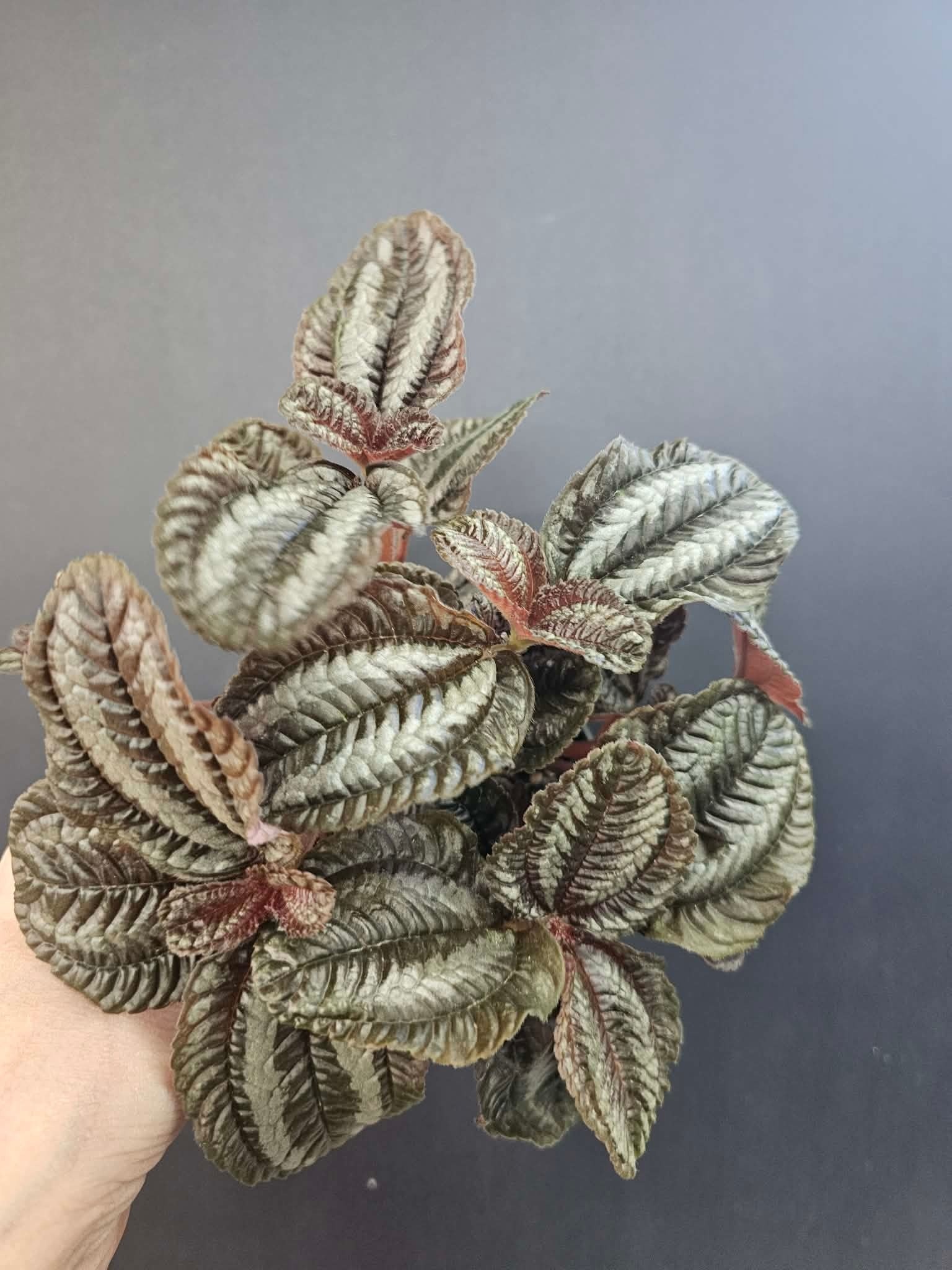 Magazoo Pilea Spruceana 'Norfolk' Plant