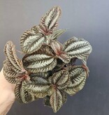 Magazoo Pilea Spruceana 'Norfolk' Plant