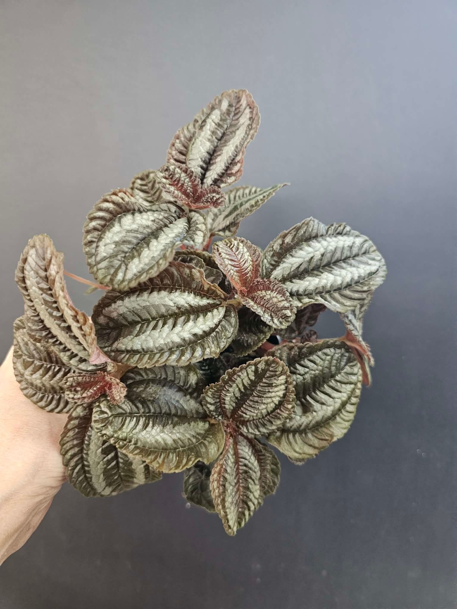 Magazoo Plante Pilea Spruceana 'Norfolk'