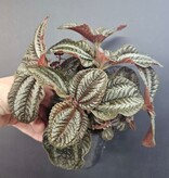 Magazoo Pilea Spruceana 'Norfolk' Plant