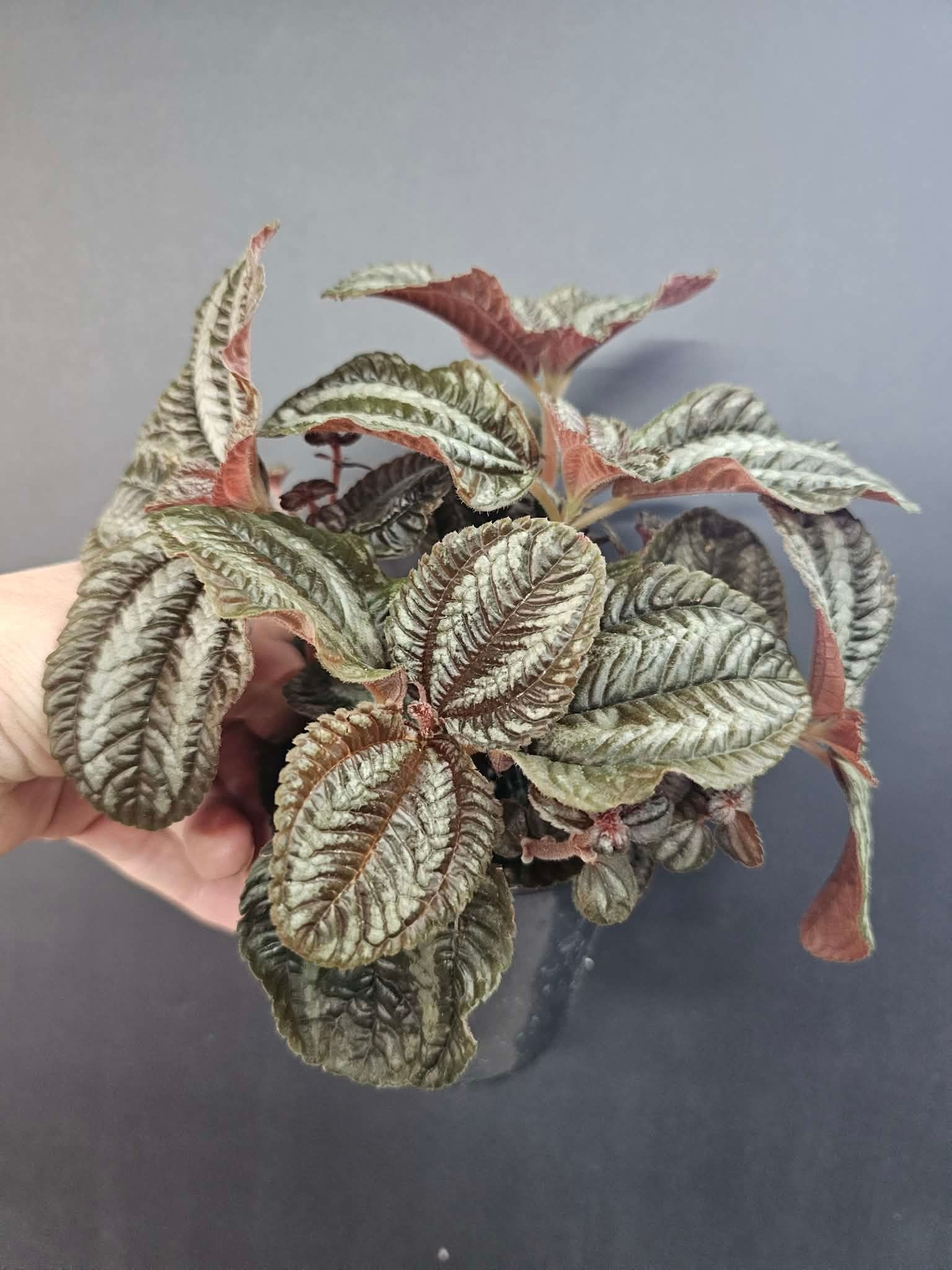 Magazoo Pilea Spruceana 'Norfolk' Plant