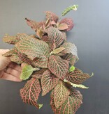 Magazoo Plante Fittonia gigantea 'Rouge'