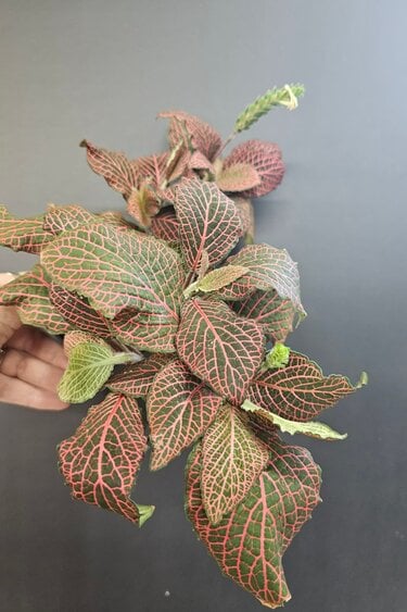 Magazoo Plante Fittonia gigantea 'Rouge'