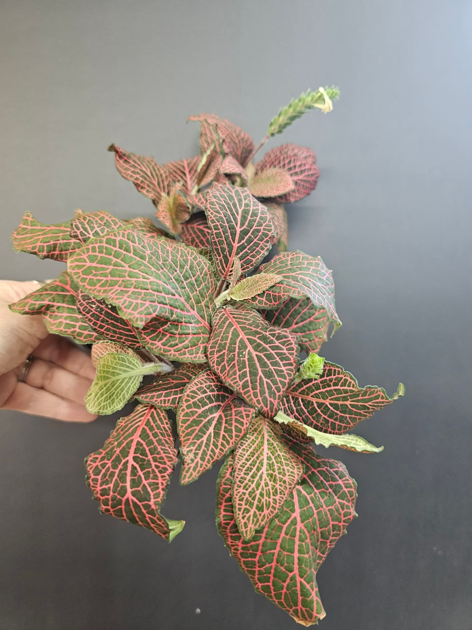 Magazoo Fittonia gigantea 'Red' Plant