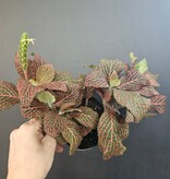 Magazoo Fittonia gigantea 'Red' Plant