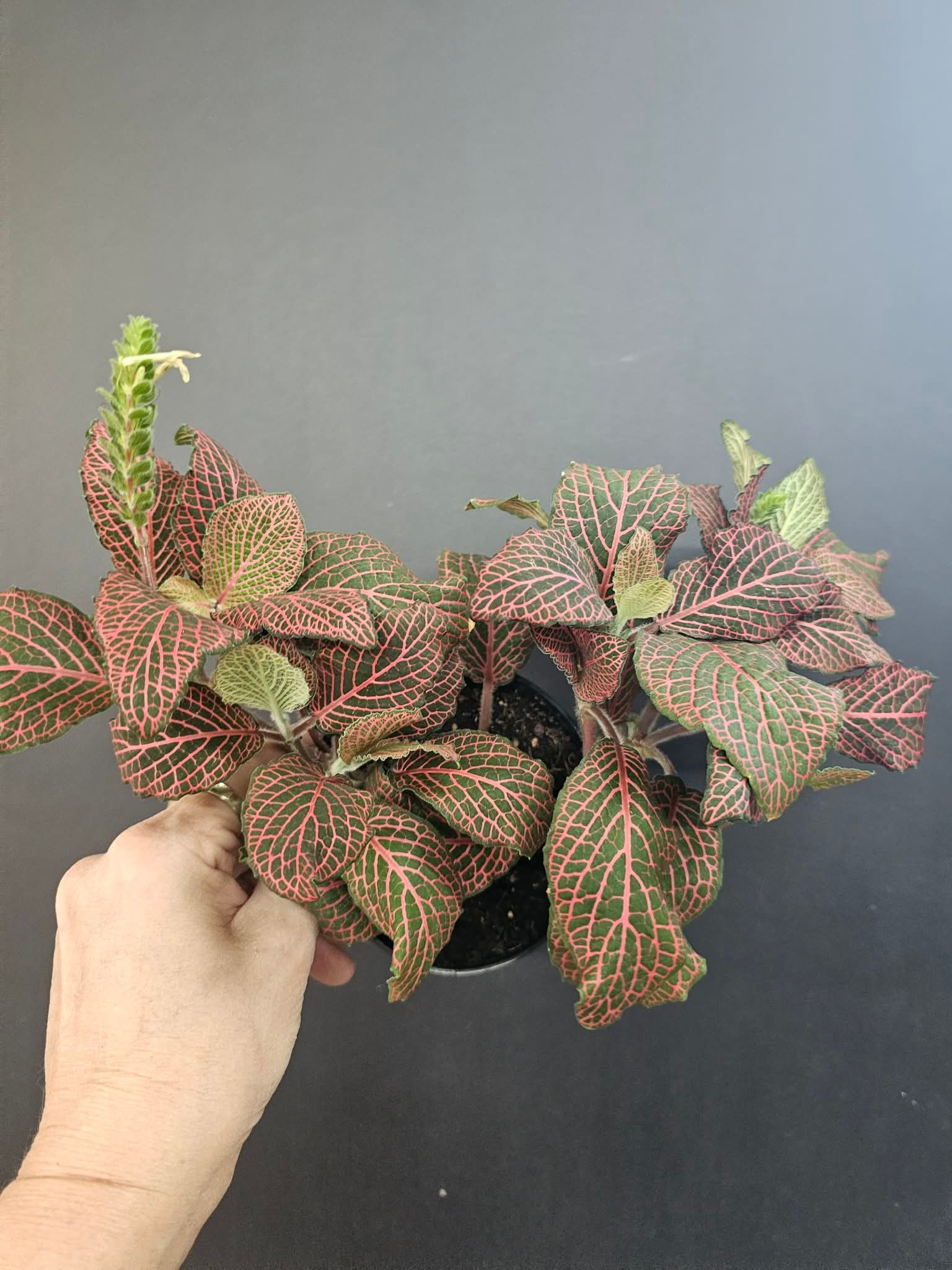 Magazoo Plante Fittonia gigantea 'Rouge'