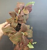 Magazoo Fittonia gigantea 'Red' Plant