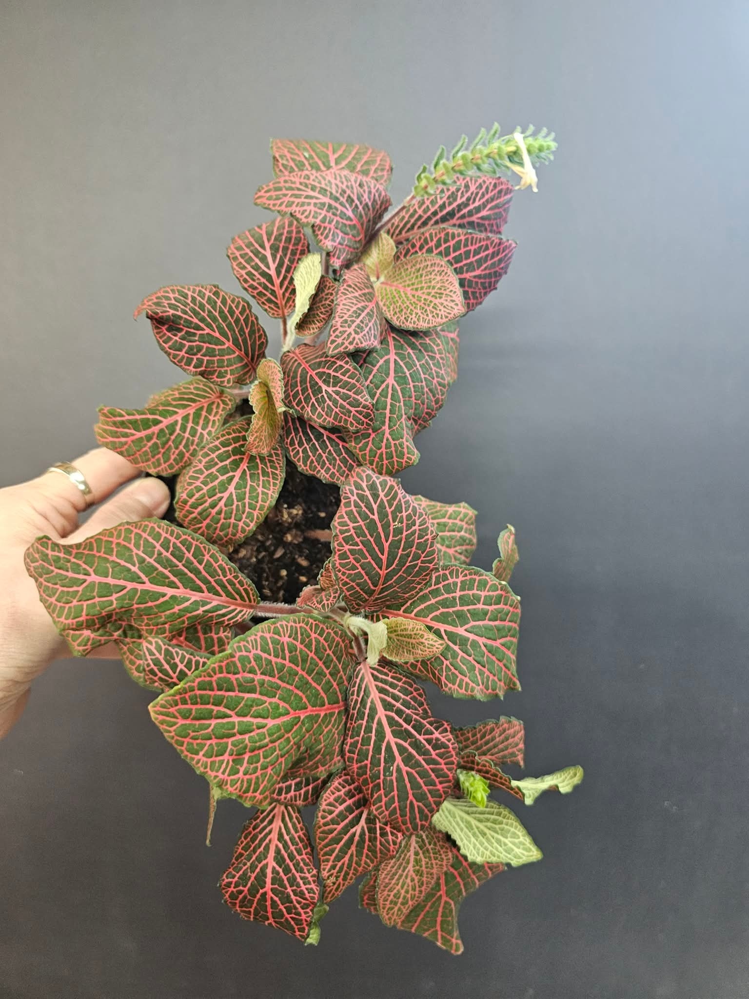 Magazoo Fittonia gigantea 'Red' Plant