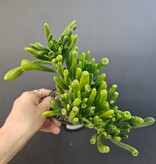 Magazoo Plante Crassula Ovata 'Gollum'