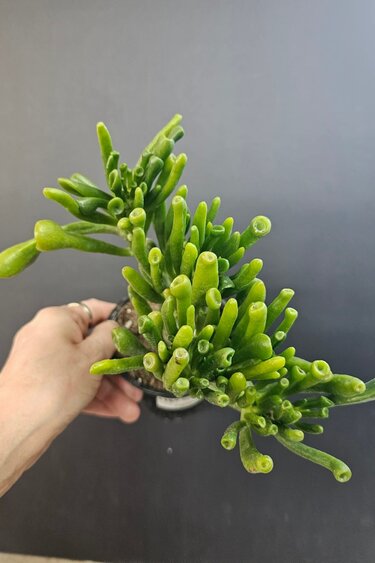 Magazoo Plante Crassula Ovata 'Gollum' 6cm