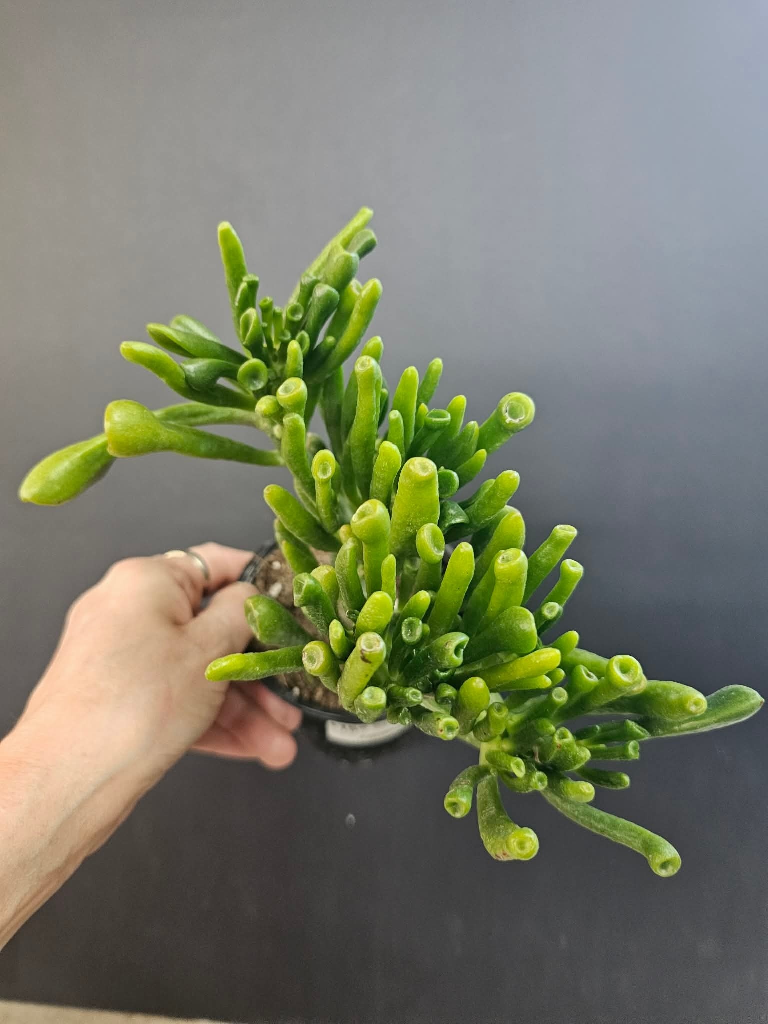 Magazoo Plante Crassula Ovata 'Gollum' 6cm