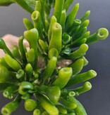 Magazoo Plante Crassula Ovata 'Gollum'