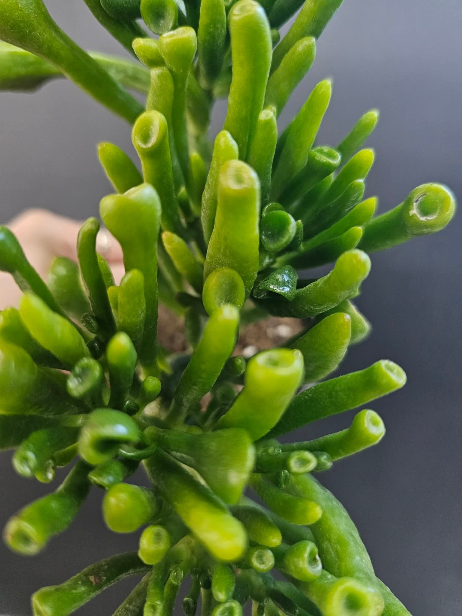 Magazoo Plante Crassula Ovata 'Gollum'