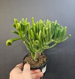 Magazoo Plante Crassula Ovata 'Gollum' 6cm