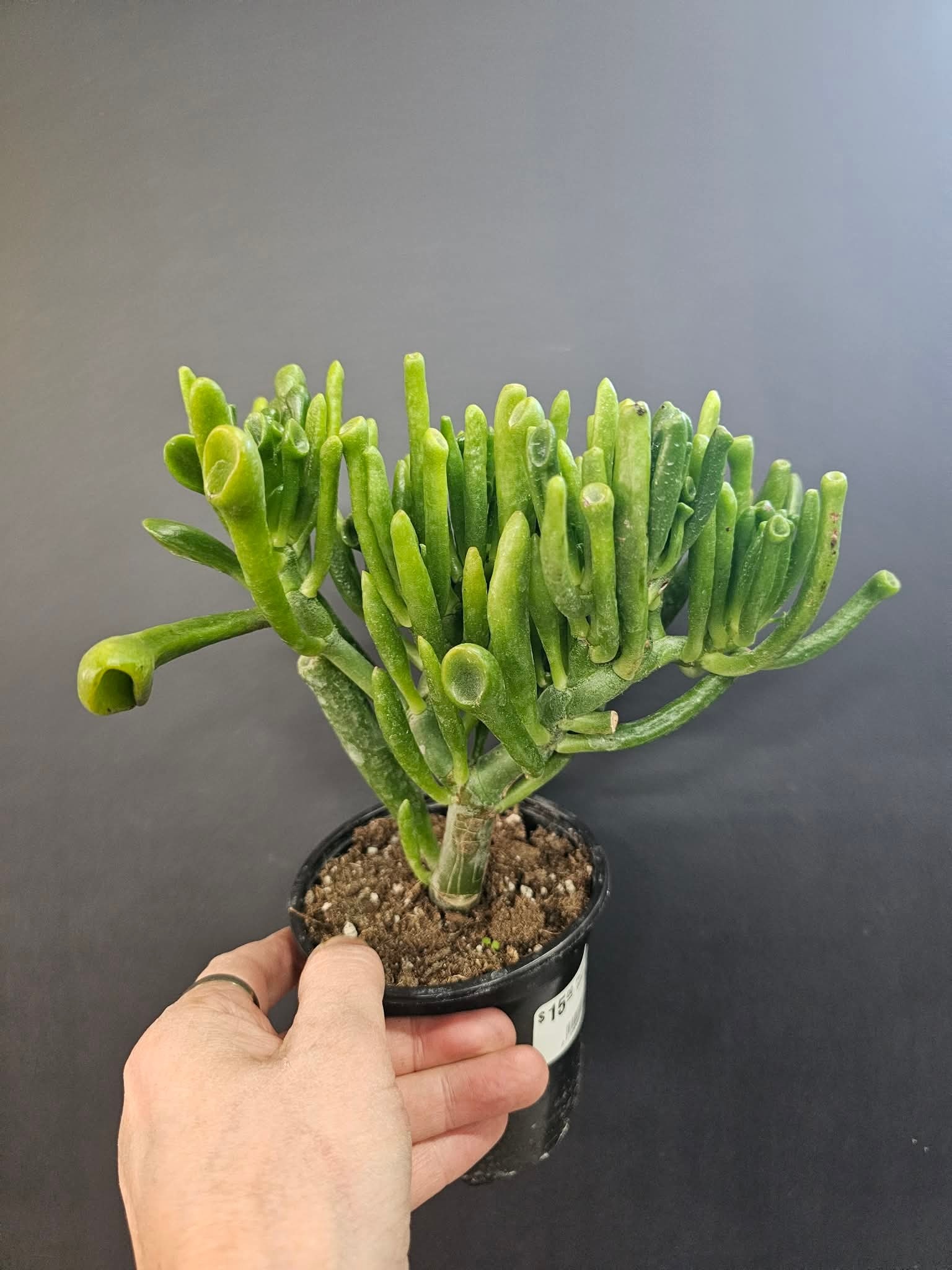 Magazoo Plante Crassula Ovata 'Gollum'