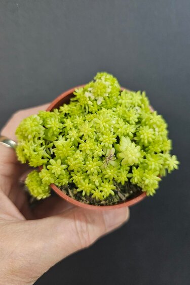 Magazoo Sedum Japonicum 'Tokyo Sun' Plant 6cm