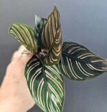 Magazoo Calathea Ornata 'Pinstripe' Plant 6cm