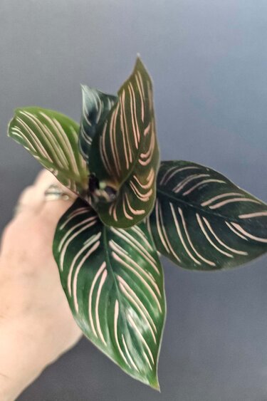 Magazoo Calathea Ornata 'Pinstripe' Plant 6cm