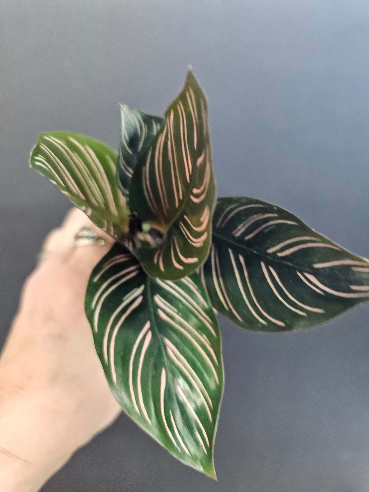 Magazoo Plante Calathea Ornata 'Pinstripe' 6cm