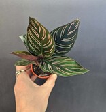 Magazoo Plante Calathea Ornata 'Pinstripe' 6cm