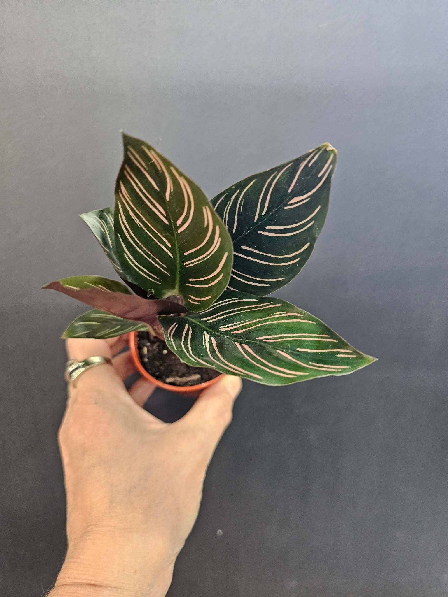 Magazoo Calathea Ornata 'Pinstripe' Plant 6cm