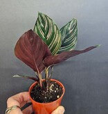 Magazoo Calathea Ornata 'Pinstripe' Plant 6cm