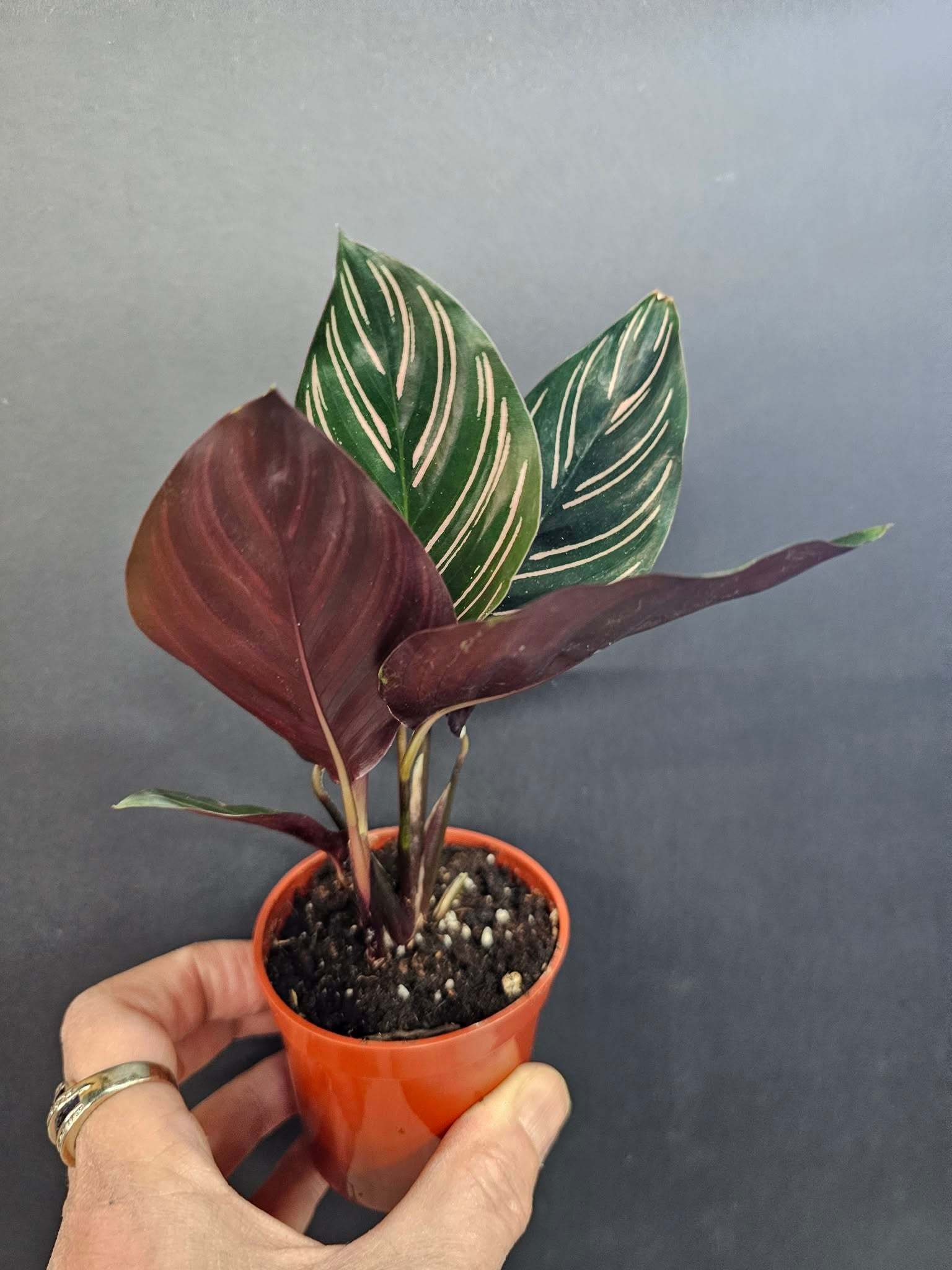 Magazoo Calathea Ornata 'Pinstripe' Plant 6cm