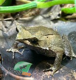 Magazoo Javan horned frog