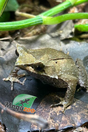 Magazoo Javan horned frog