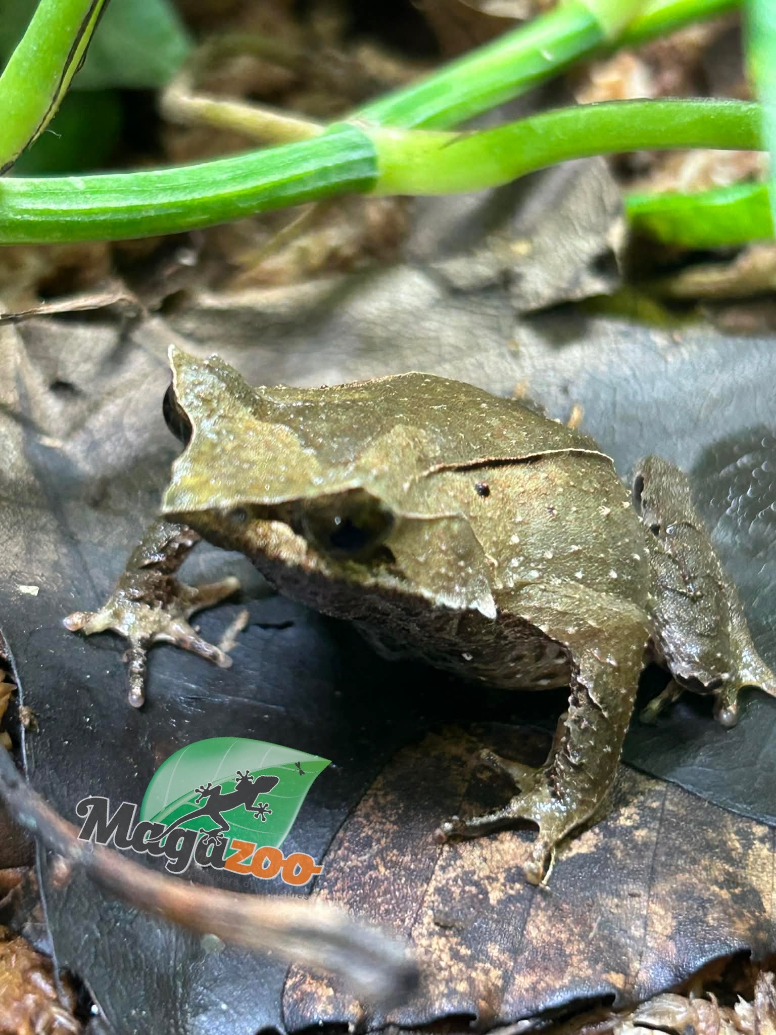 Magazoo Javan horned frog