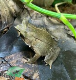 Magazoo Javan horned frog