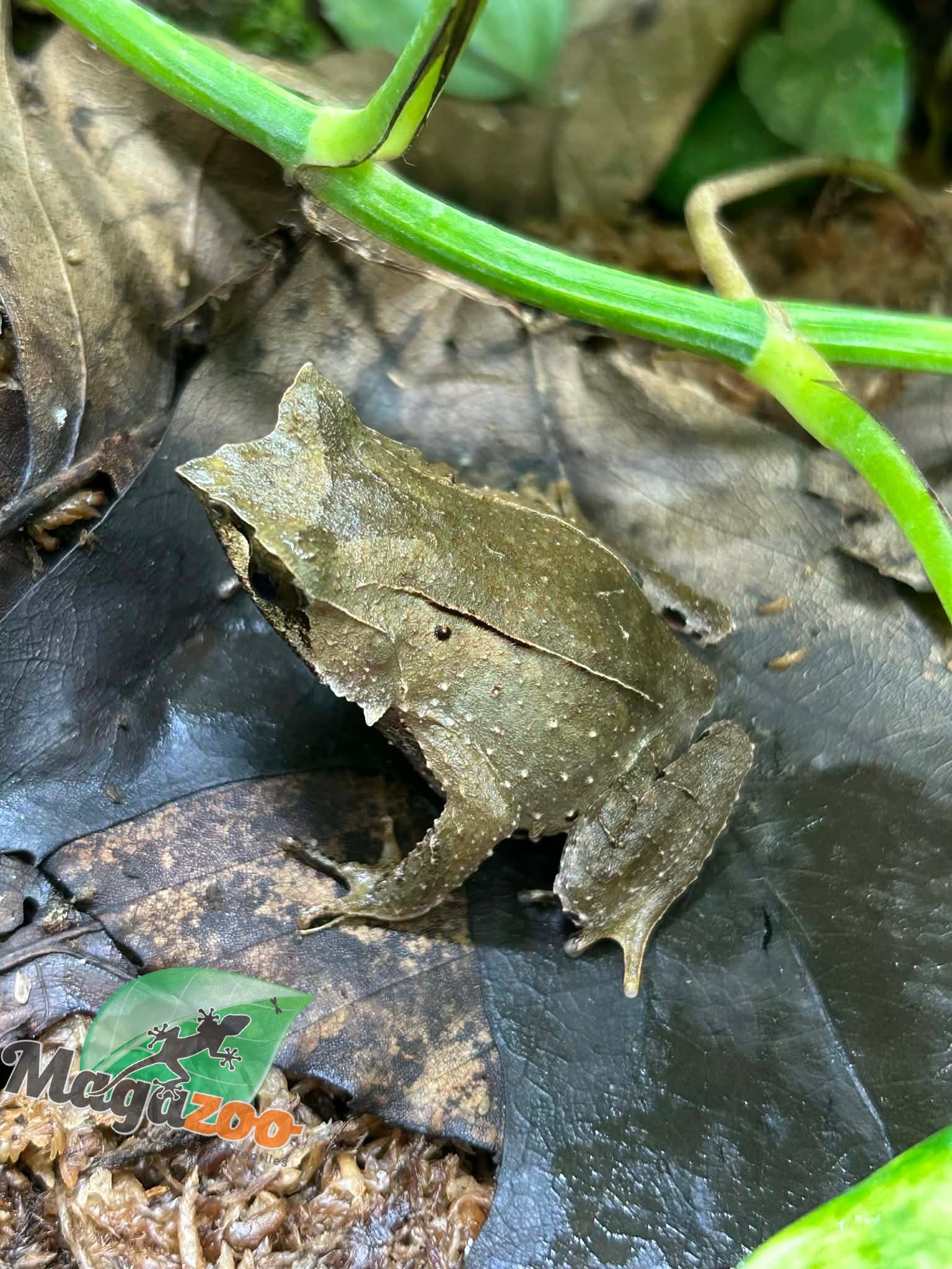 Magazoo Javan horned frog