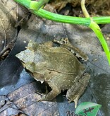 Magazoo Javan horned frog