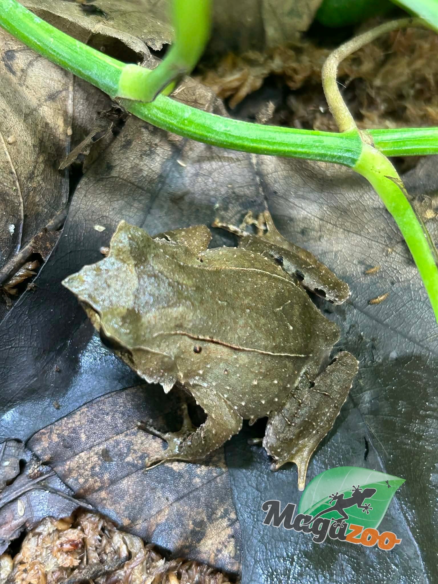 Magazoo Javan horned frog
