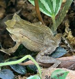 Magazoo Javan horned frog