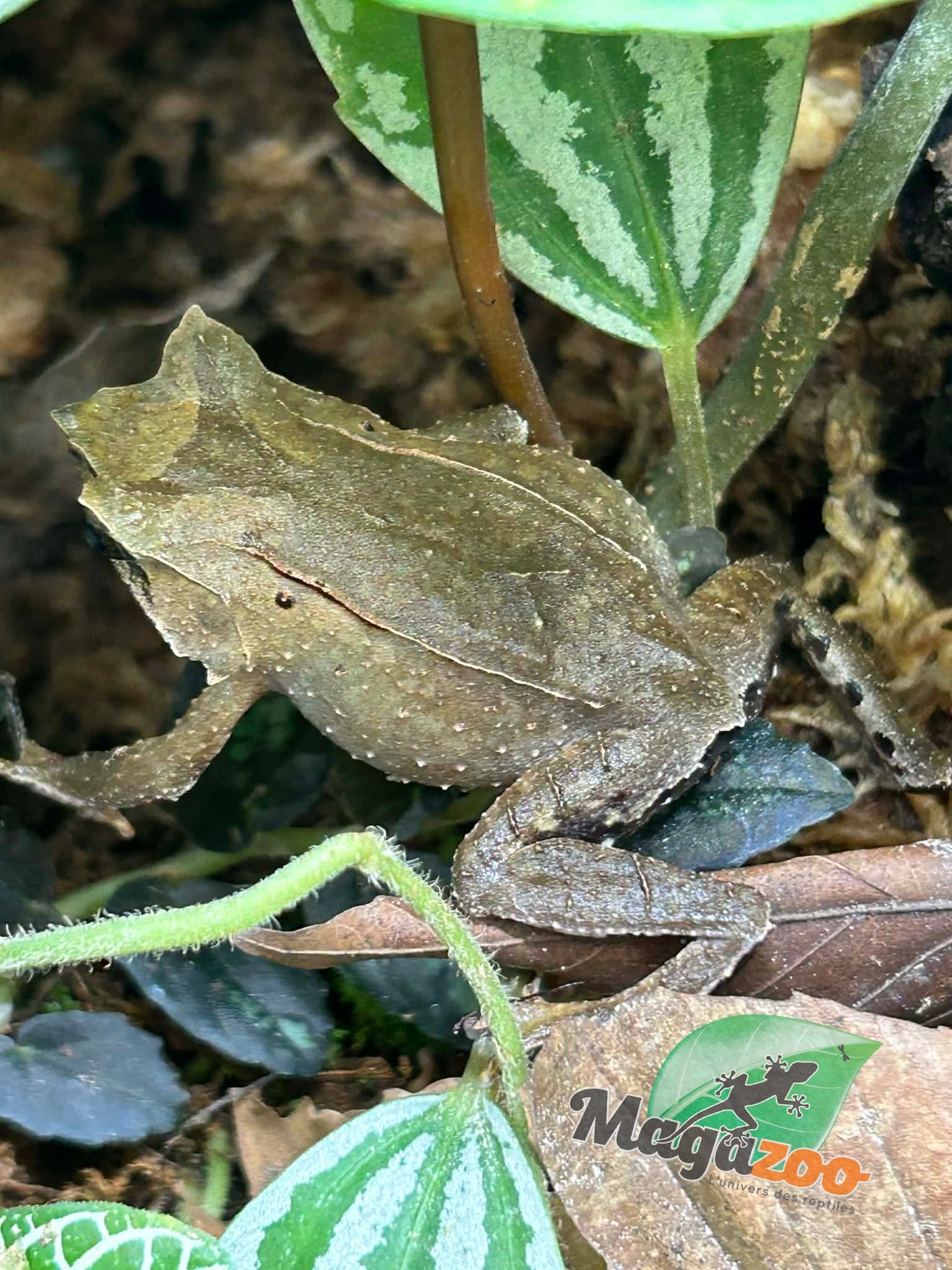 Magazoo Javan horned frog