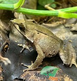 Magazoo Javan horned frog