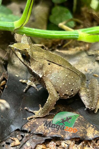 Magazoo Javan horned frog