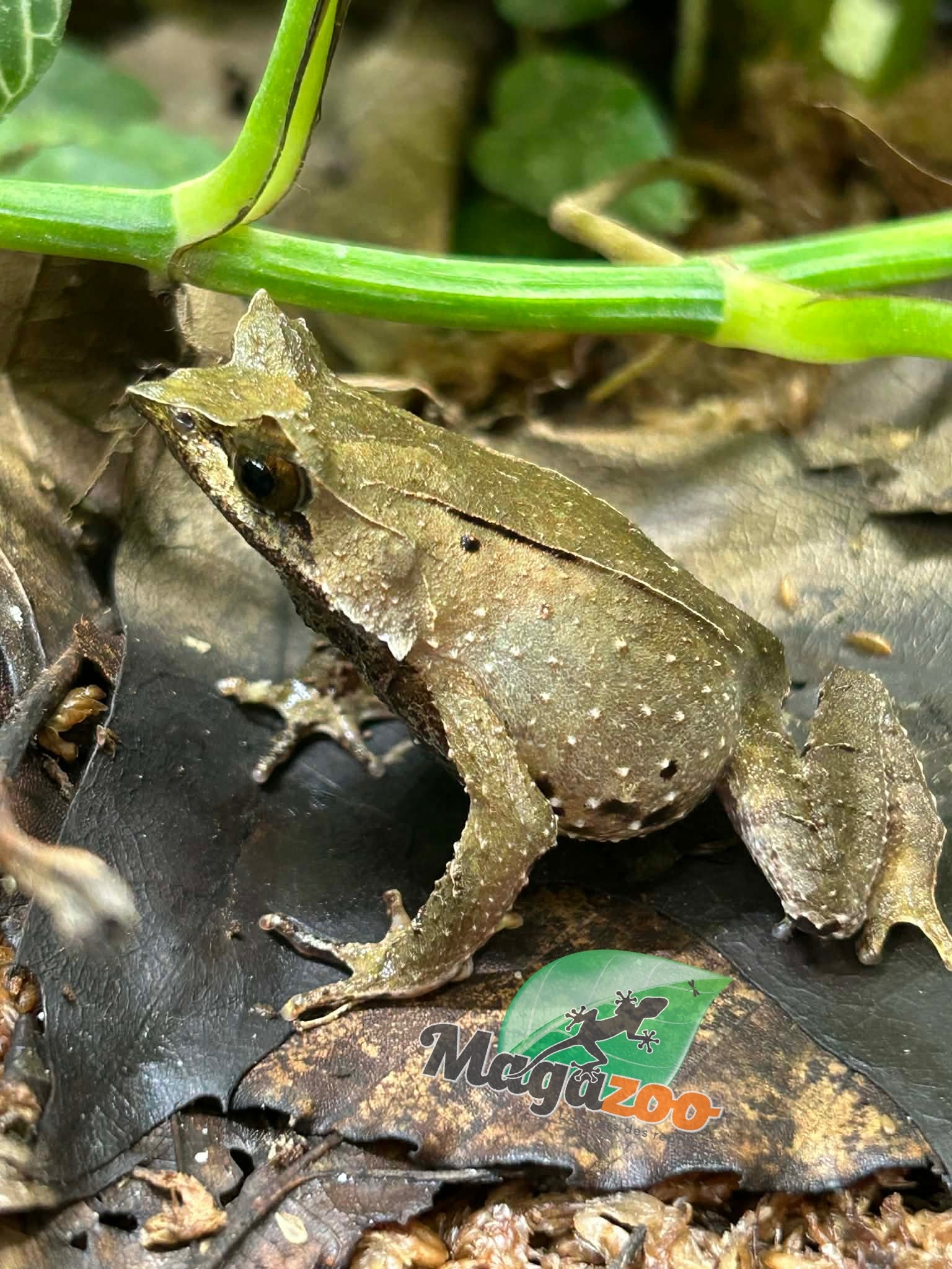 Magazoo Javan horned frog