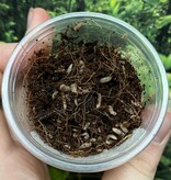 Magazoo Larves de mouche soldat / Soldier fly larvae (grosseur mini)