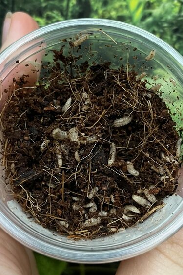 Magazoo Larves de mouche soldat / Soldier fly larvae (grosseur mini)