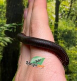 Magazoo Large North American millipede (Narceus americanus) Captive Born