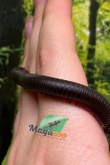Magazoo Large North American millipede (Narceus americanus) Captive Born