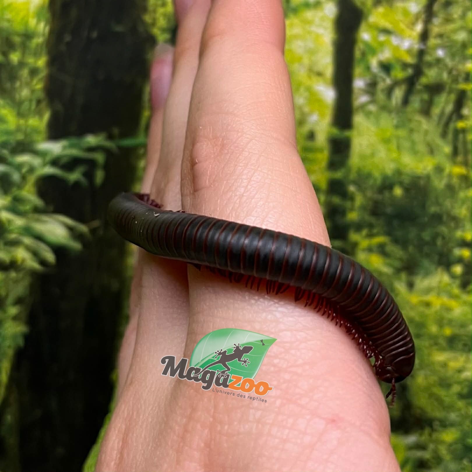 Magazoo Large North American millipede (Narceus americanus) Captive Born