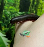 Magazoo Mille-pattes américain LARGE (Narceus americanus) Né en captivité